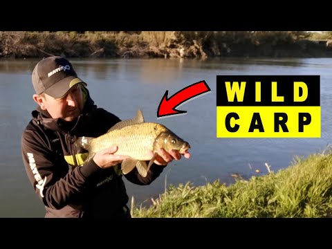 IBERIAN MASTERS 2020 FILM TRAILER - MATCH FISHING FEEDER FESTIVAL