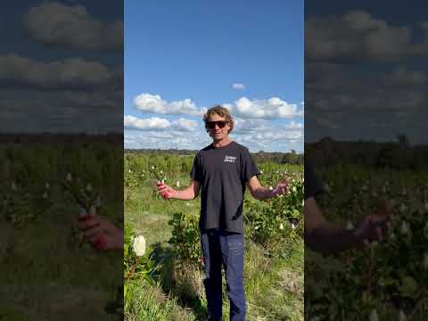 Yelverton Protea Farm