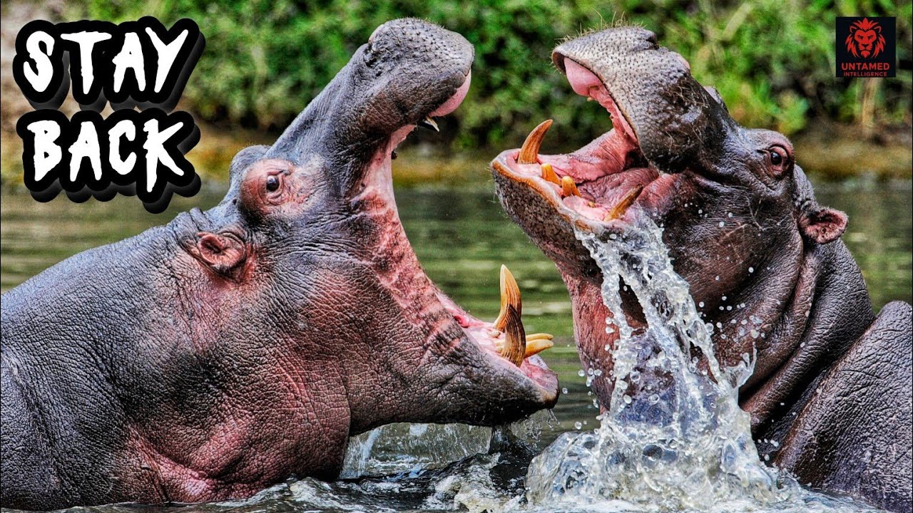 Why Hippos Are the Most Dangerous Animals