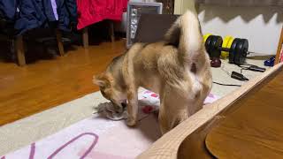 下着泥棒犬！豆吉くんを逮捕👮‍♀️【豆柴、犬】