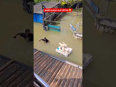 ආත්ම ගානකට ඇති මේ පින් 🥺❤️😘 #shorts #trend #srilanka