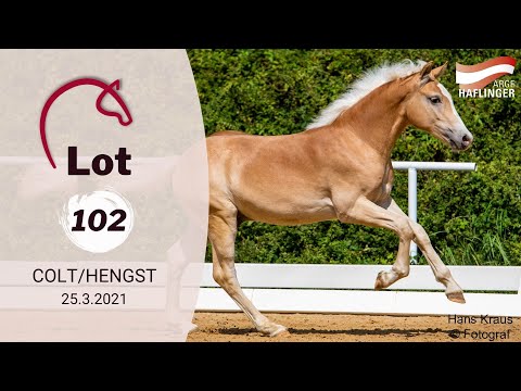 You can find all informations about the foals at www.fohlenauktion.at - Lot 102