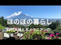 ほのぼの暮らし　60代夫婦とポメラニアンの日常