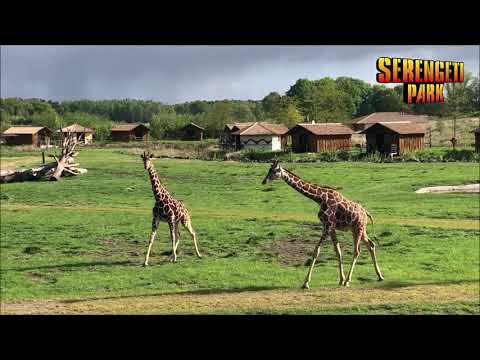 Neue Giraffe im Serengeti-Park: Hallo Najla!
