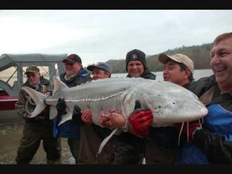 1,000 lb Sturgeon