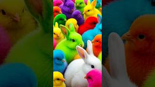 Download lagu Mixing Colorful Chicks baby #cover #babychicks #lagu mp3 Download lagu Mixing Colorful Chicks baby #cover #babychicks #lagu mp3