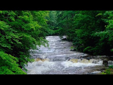 Photay with Carlos Niño - An Offering