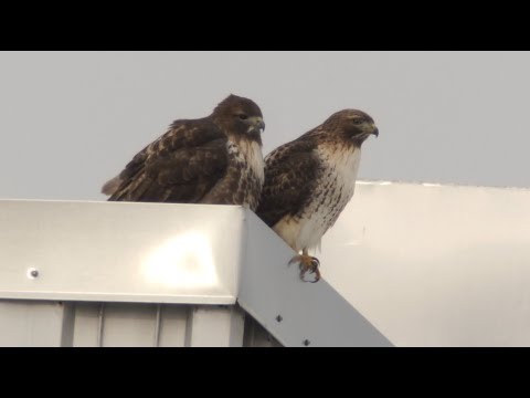 Cornell University Red-tailed Hawks, 12/30/2017 (HD)