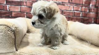 ハーフ犬の動画01