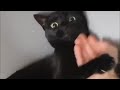 Kung Fu Hand Pranks On Cats Tik Tok Compilation 2020 ‍