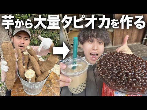 キャッサバ、タピオカ、マニホットエスクレンタ