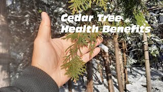 Healing Properties of Cedar