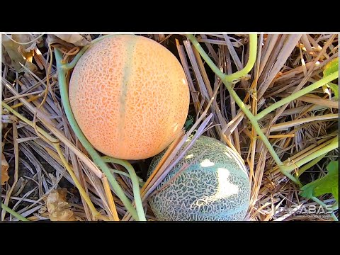 EP534 - Pag-ani ng Melon | Occ. Mindoro