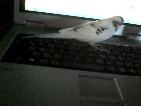 Computerspezialisten