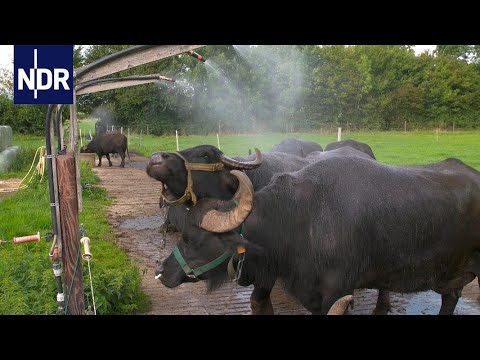 Büffel-Liebe - Zwischen Notruf und Mozzarella | Die Nordreportage | NDR