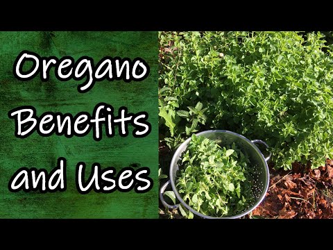 Oregano Benefits and Uses