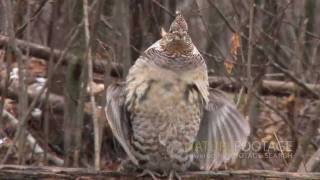 Nature Footage: Funny Wild Animals Video