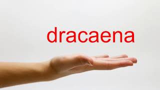 How to Pronounce dracaena in English