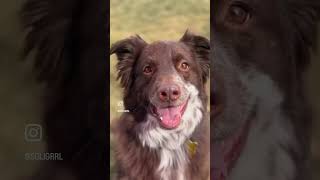 Video preview image #1 Mutt Puppy For Sale in Sandy, UT, USA