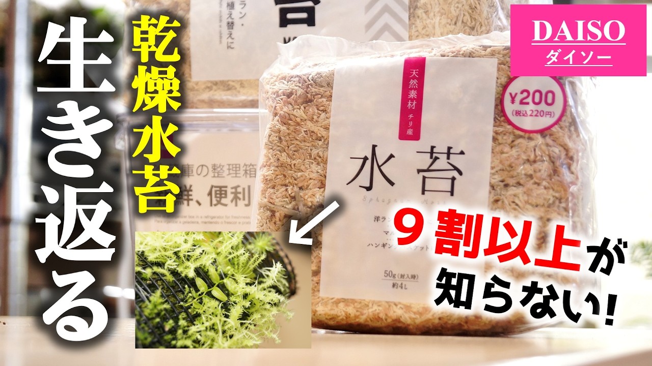 9割が知らない！100均乾燥水苔が”生き返る”、たった2つの条件【観葉植物・コケリウム】