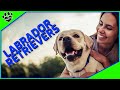 Labrador Retriever Dogs 101: The Popular and Versatile Dog Breed
