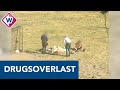 Bewoners Helena van Doeverenplantsoen zijn overlast zat - OMROEP WEST