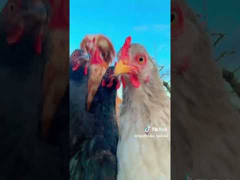 culo con caca #musica😅