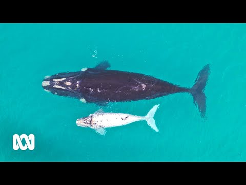 Head of Bight Whale Watching Centre
