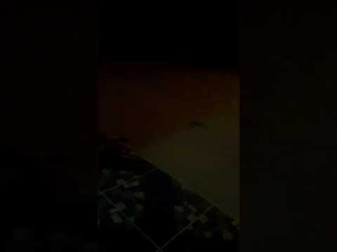 Assunto: Caxias e Treze