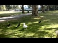 Seagull Vs Crows The Fight For Pizza