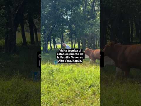 Visita técnica al establecimiento de la Familia Sauer en Alto Vera, Itapúa. #drhectorcabral