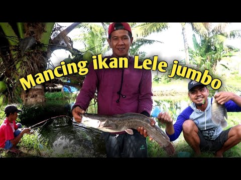 mancing-ikan-lele-jumbo