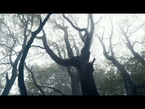 Youtube Video YWHY6LOsk_s