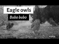 Eagle Owl Sound On Trail Camera Bubo Bubo Oehoe