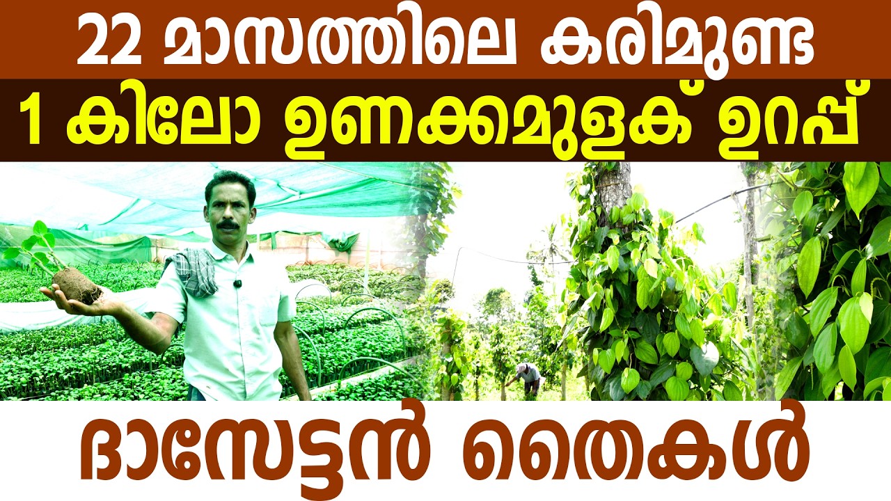 ആദ്യവർഷം കുരുമുളക് പറിക്കാം! 100% ഗ്യാരണ്ടി! | You can pick peppers in the first year! 100% guaranteed!