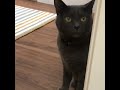 COMPILATION Cats Talking Like Humans Proof That Cats Can Talk CONTENTbible