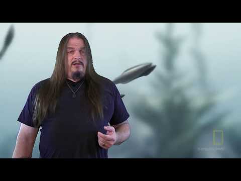 Systematic Classification of Life - ep7, Chordata