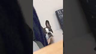 怒られて物陰から覗くフレブル