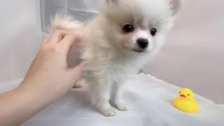 ハーフ犬の動画01