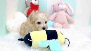 ハーフ犬の動画01