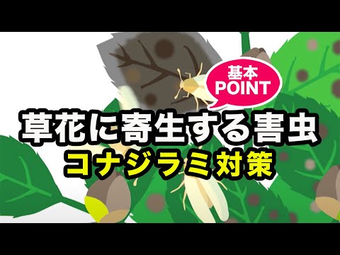 植物についたコナジラミを駆除するにはどうすればよいですか?どの植物が最も影響を受けますか?  庭園