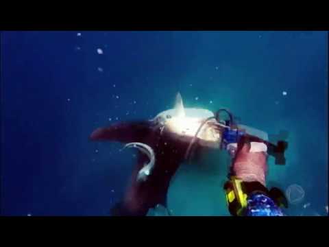 Mergulhador registra momento em que é atacado por tubarão