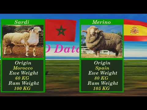 , title : 'Top 15 largest sheep breeds in the world 2023 |sheep breeds by country | sheep breeds on eid-ul azha'