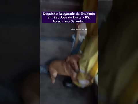 Cãozinho Abraça seu Salvador na Enchente no Rio Grande do Sul #resgatedecachorro