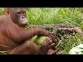 A Young Orangutan Turns to Coconut Theft