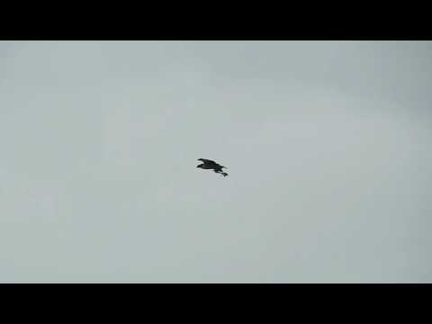Osprey building nest, you’d think it was big enough!