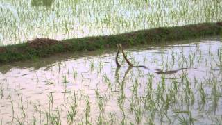 preview picture of video 'Playing Snakes at Dinanathpur, Ramnagar, Burdwan'