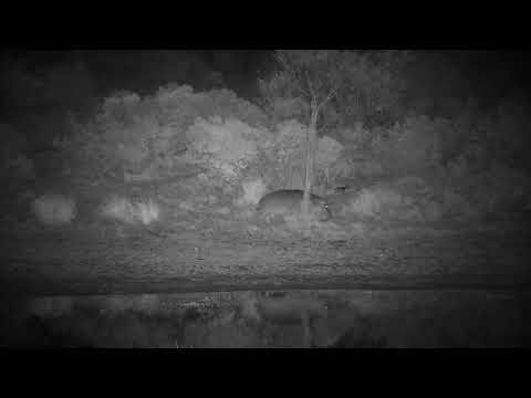 Djuma: Hippo arriving at the dam - 02:30 - 09/14/2022