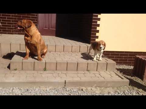 BONA ex Cubile Lamia (5 months), NOSFERATU de Privadiis & GLORIA ex Cubile Lamia (8 months)