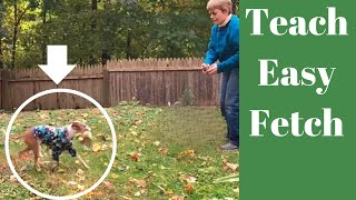 Easy To Teach Your Dog To Fetch: Follow these Techniques